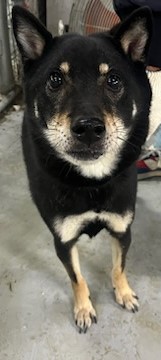 종료(반환) 시바의…